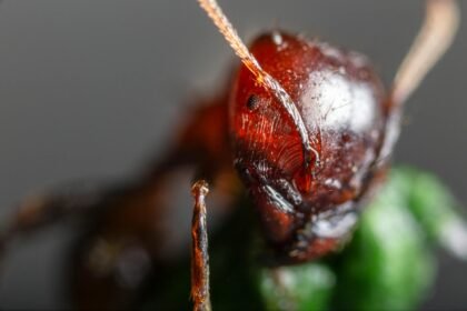 close up photo of red ant