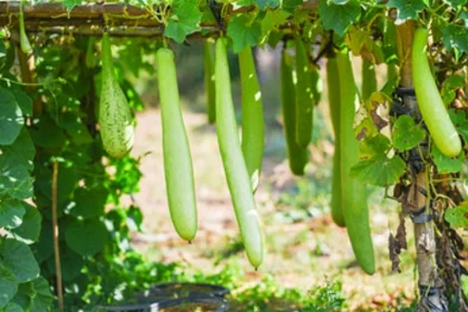 health-benefits-of-bottle-gourd