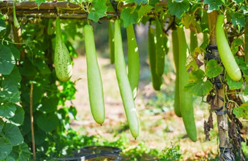 health-benefits-of-bottle-gourd